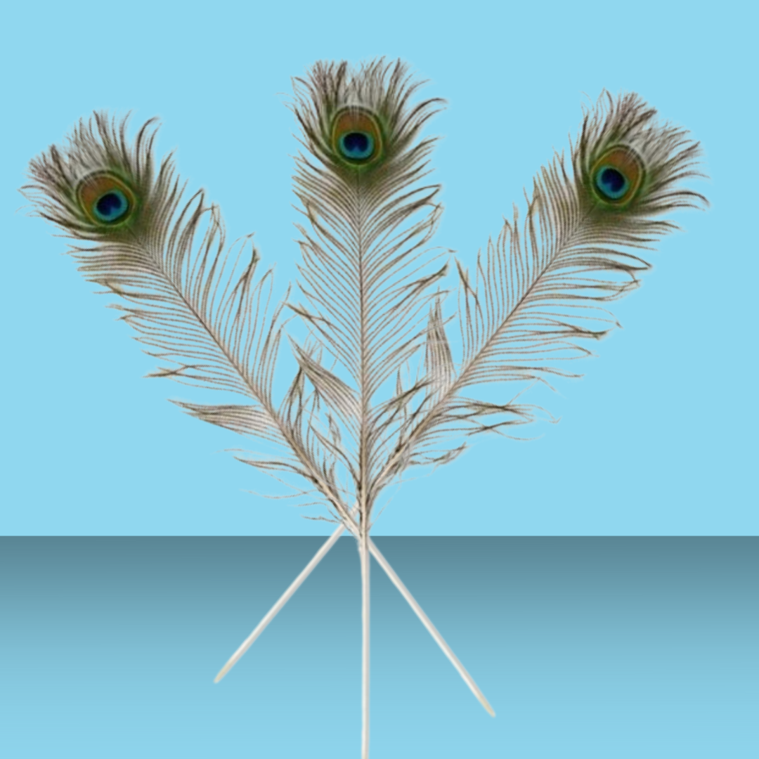 Peacock Feather